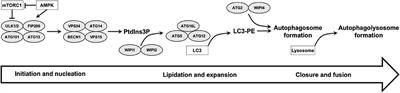 WIPI proteins: Biological functions and related syndromes